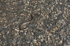 Helicops angulatus