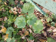 Malva pusilla