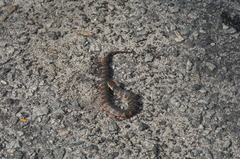 Helicops angulatus
