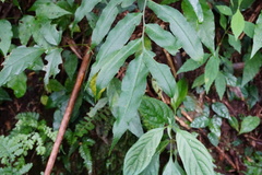 Coniogramme intermedia