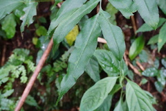 Coniogramme intermedia