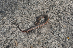 Helicops angulatus