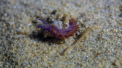 Flabellina
