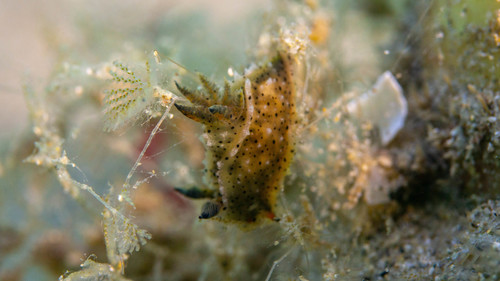 Polycera melanosticta
