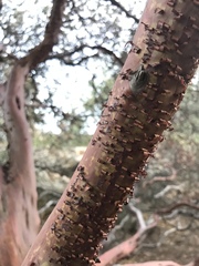 Arctostaphylos glauca