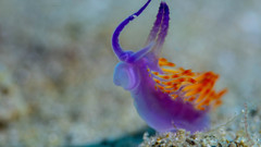 Flabellina