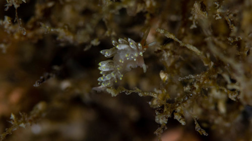 Tenellia catachroma