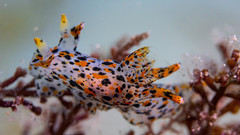 Thecacera pennigera