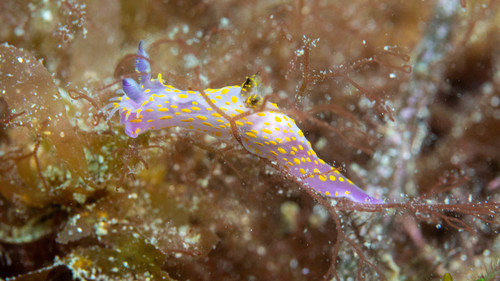 Polycera janjukia