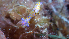 Polycera janjukia