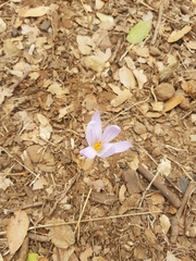 Crocus pallasii