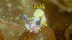 Polycera janjukia