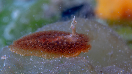 Madrella ferruginosa