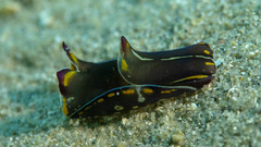 Philinopsis speciosa