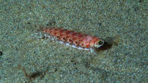 Austrosquilla osculans