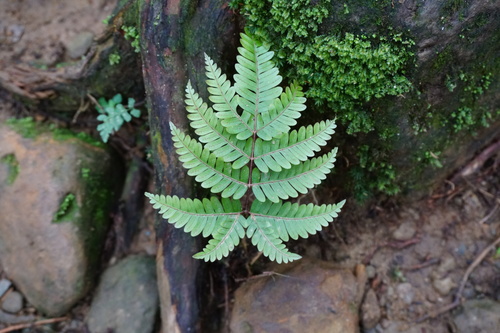 Pteris setulosocostulata iNat (1)