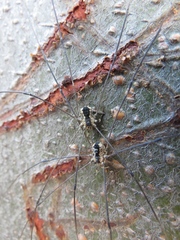 Leuronychus pacificus