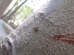 Leuronychus pacificus