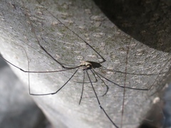 Leuronychus pacificus