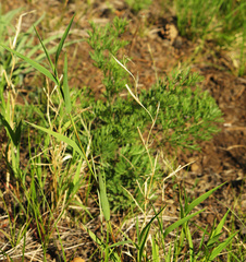 Cleistogenes squarrosa