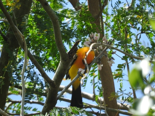 Orange Oriole (Icterus auratus), photo 8