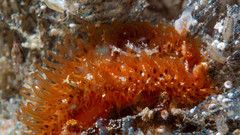 Madrella ferruginosa