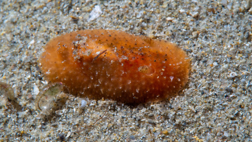 Discodorididae