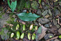 Beilschmiedia erythrophloia