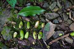 Beilschmiedia erythrophloia