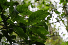 Beilschmiedia erythrophloia