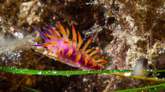 Flabellina