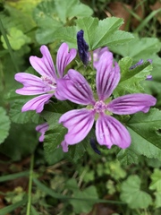 Malva sylvestris