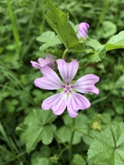 Malva sylvestris