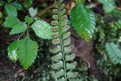Polystichum hancockii