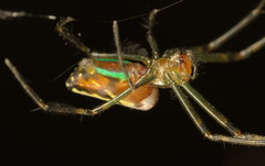 Leucauge wulingensis
