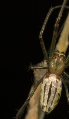 Leucauge wulingensis