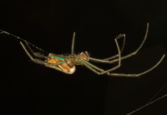 Leucauge wulingensis