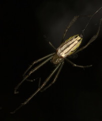 Leucauge wulingensis