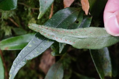 Lemmaphyllum diversum