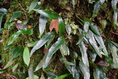 Lemmaphyllum diversum