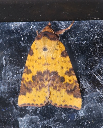 Pink-banded Sallow photo 5