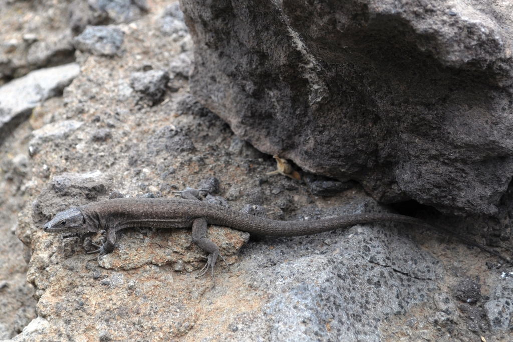 Aeolian Wall Lizard