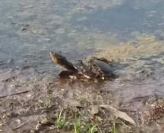 Chelodina rugosa