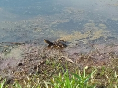Chelodina rugosa