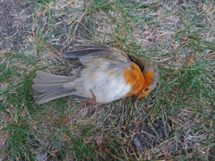 Erithacus rubecula