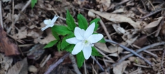 Anemone trifolia, photograph Federico Biguzzi, CC0, iNaturalist via GBIF