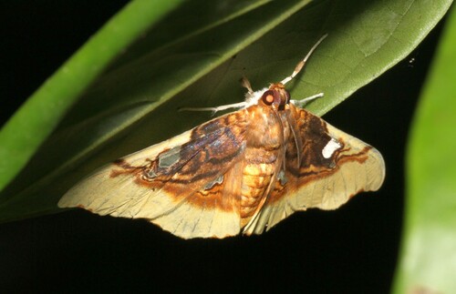 Eupastranaia tumidifrons