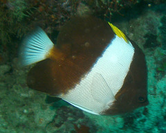 Hemitaurichthys zoster