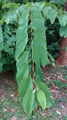 Bauhinia variegata