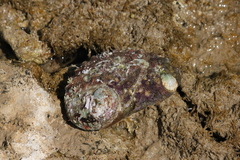 Haliotis rubra rubra